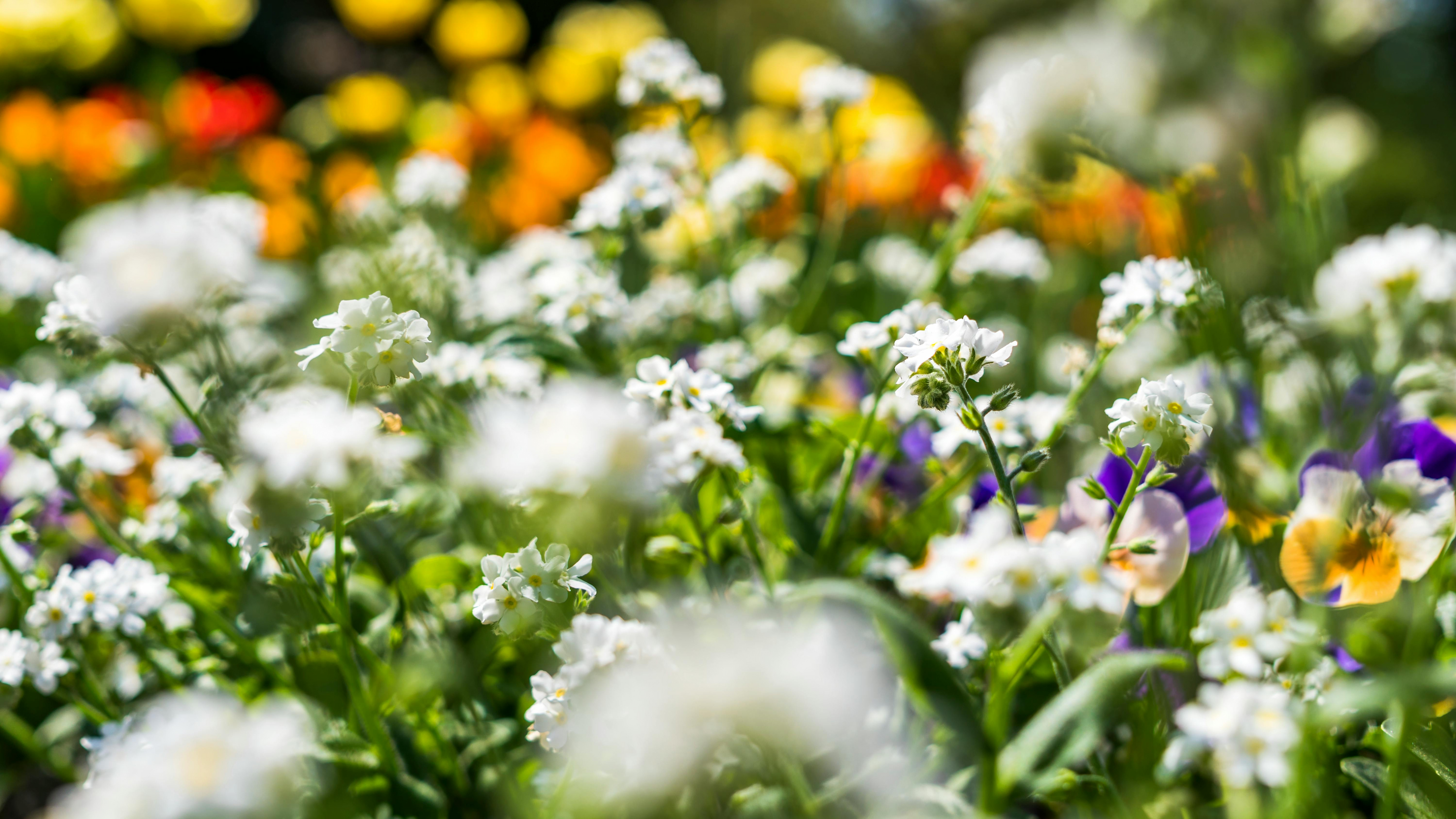 Garden Beds