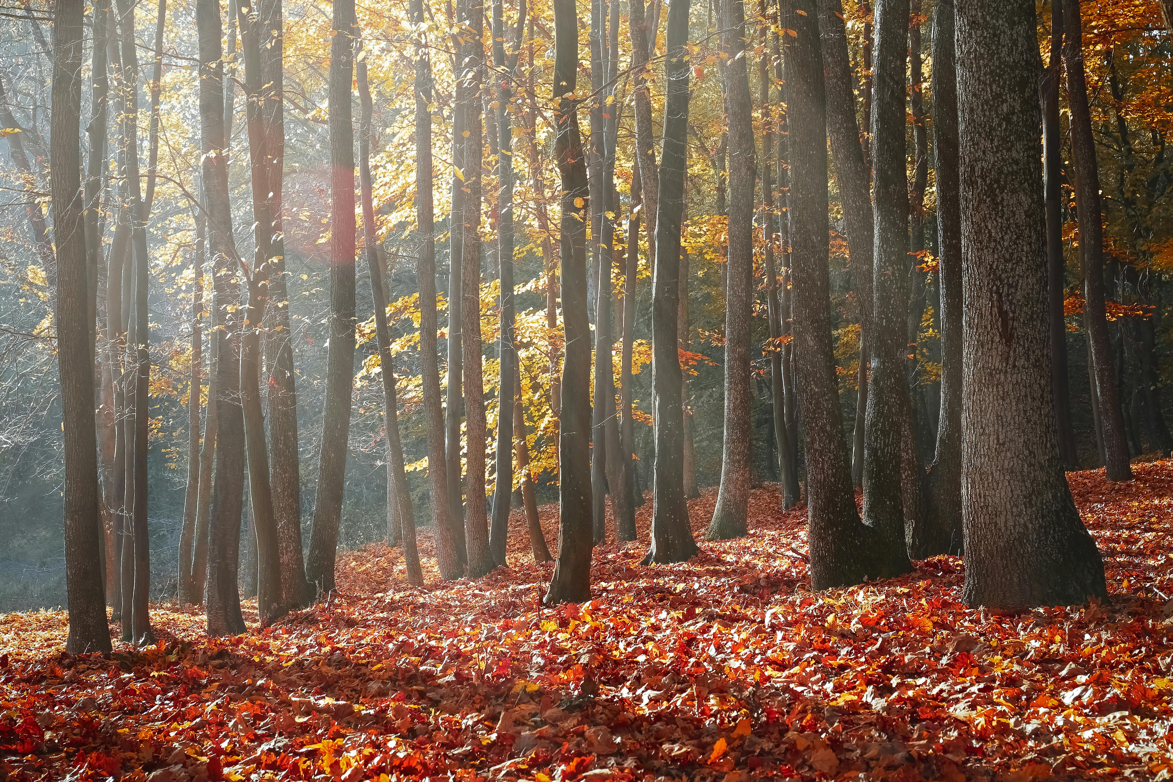 Leaf Removal